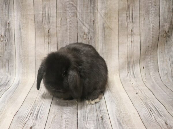 Holland Lop-RABBIT---26453-Petland Racine, Wisconsin