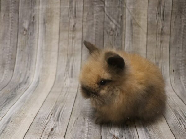 Lionhead-RABBIT---26451-Petland Racine, Wisconsin