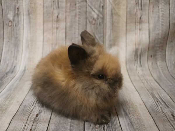 Lionhead-RABBIT---26450-Petland Racine, Wisconsin