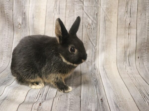 Netherland Dwarf RABBIT 26449 Petland Racine, Wisconsin