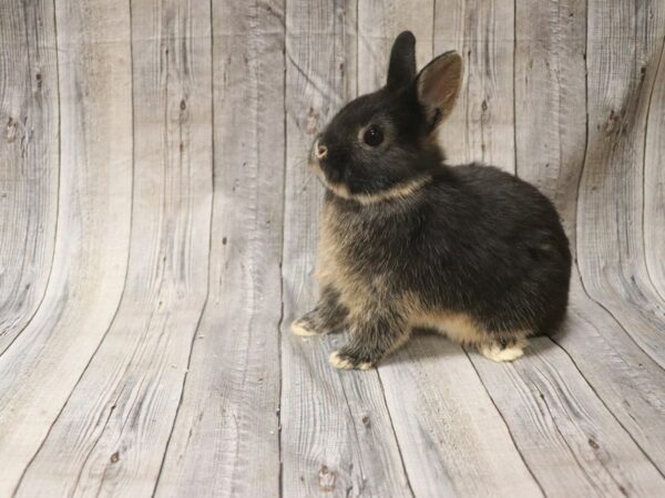 Netherland Dwarf-RABBIT---26448-Petland Racine, Wisconsin