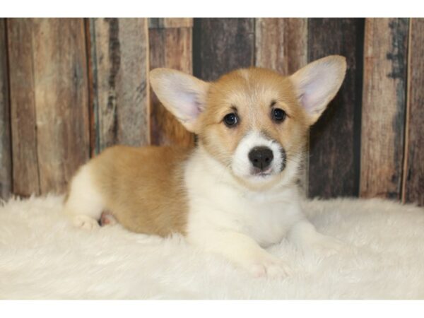 Pembroke Welsh Corgi-DOG-Female-Red / White-16653-Petland Racine, Wisconsin