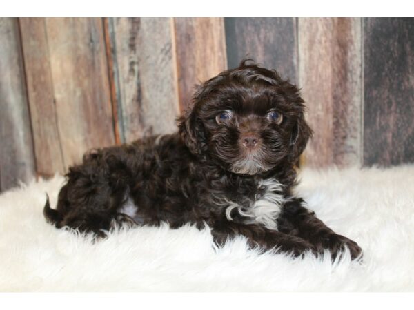 ShizaPoo DOG Male Chocolate / White 16654 Petland Racine, Wisconsin