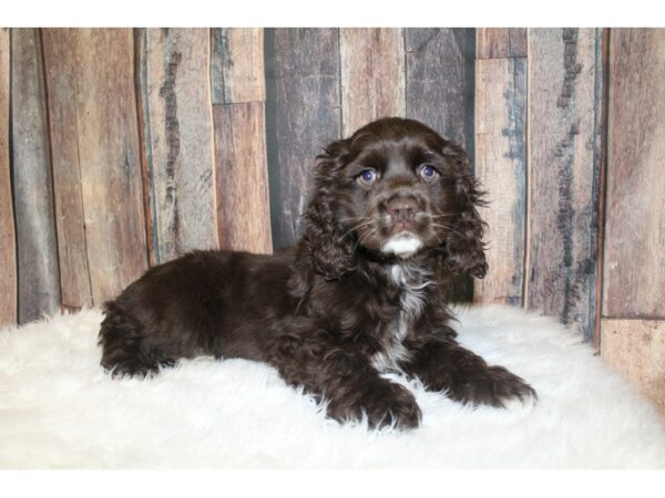 Cocker Spaniel DOG Female Chocolate 16655 Petland Racine, Wisconsin