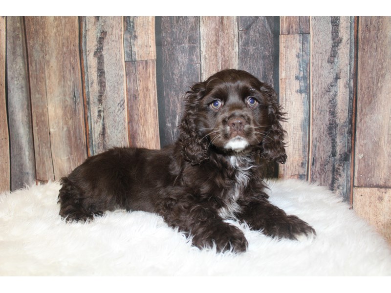 Cocker Spaniel Puppy Chocolate ID:16655 Located at Petland Racine