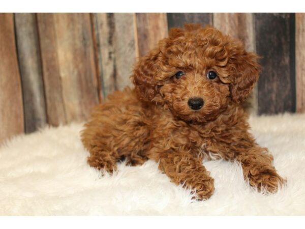 Poodle-DOG-Female-Red-16656-Petland Racine, Wisconsin