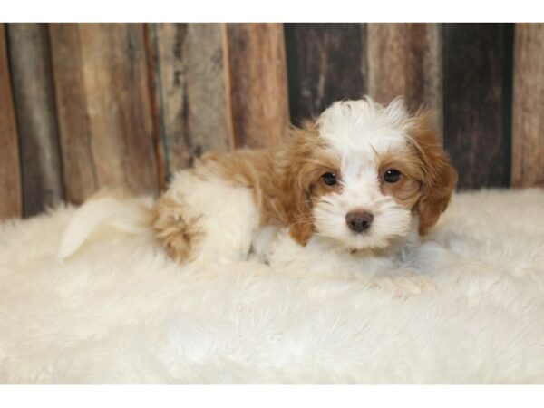 Cavalier King DOG Female Cream / White 16657 Petland Racine, Wisconsin