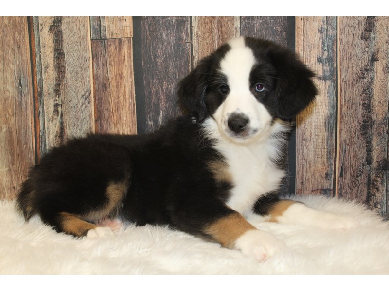 Australian Shepherd