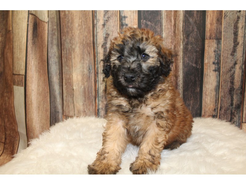 Soft Coated Wheaten Terrier