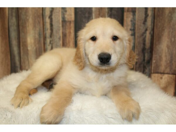Golden Retriever-DOG-Male-Golden-16661-Petland Racine, Wisconsin