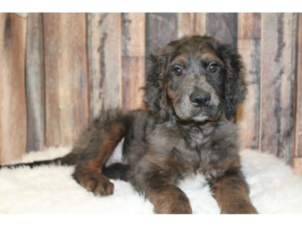 Goldendoodle 2nd Gen-DOG-Male-Blue Merle-16662-Petland Racine, Wisconsin