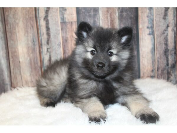 Keeshond DOG Female Black / Silver 16663 Petland Racine, Wisconsin