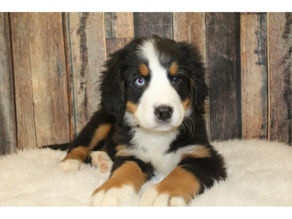 Bernese Mountain Dog DOG Female Black White / Tan 16664 Petland Racine, Wisconsin