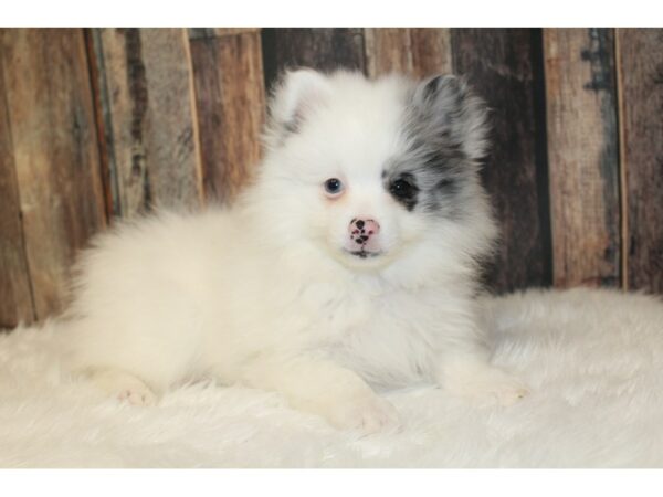 Pomeranian-DOG-Female-White-16666-Petland Racine, Wisconsin