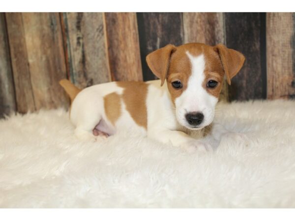 Jack Russell Terrier DOG Male Brown / White 16668 Petland Racine, Wisconsin