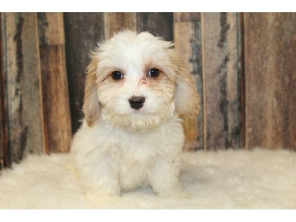 Cavachon DOG Male White / Apricot 16669 Petland Racine, Wisconsin