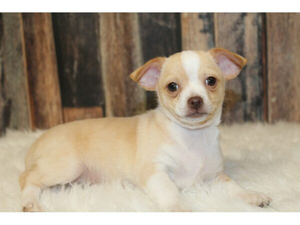 Chihuahua DOG Male Cream / White 16670 Petland Racine, Wisconsin