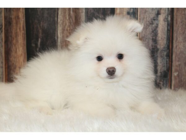 Pomeranian-DOG-Male-White-16672-Petland Racine, Wisconsin