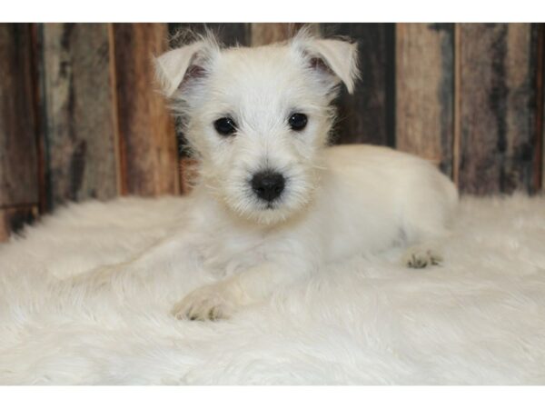 West Highland White Terrier DOG Male White 16673 Petland Racine, Wisconsin