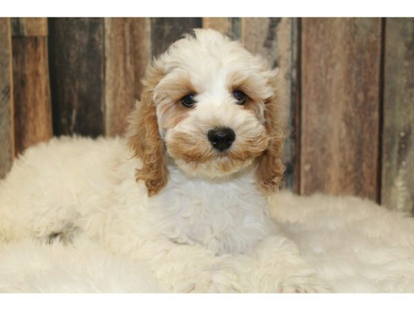 Cock A Poo DOG Male White / Buff 16676 Petland Racine, Wisconsin