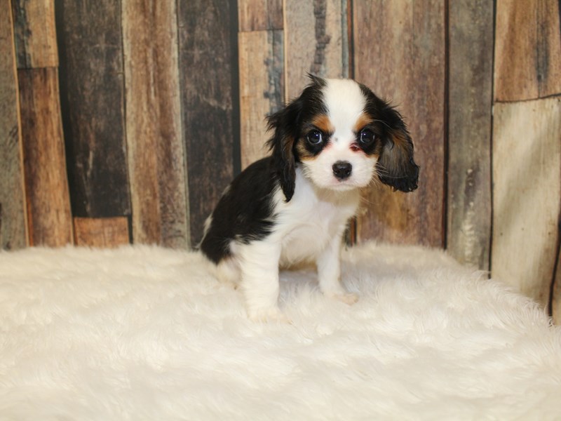 Cavalier King Charles Spaniel