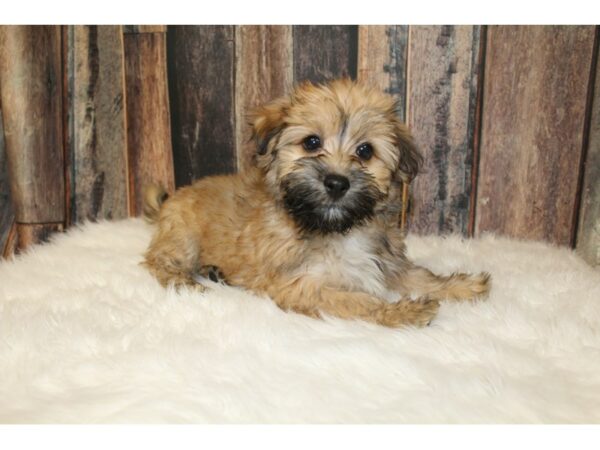 Havanese DOG Male Red Brindle 16678 Petland Racine, Wisconsin