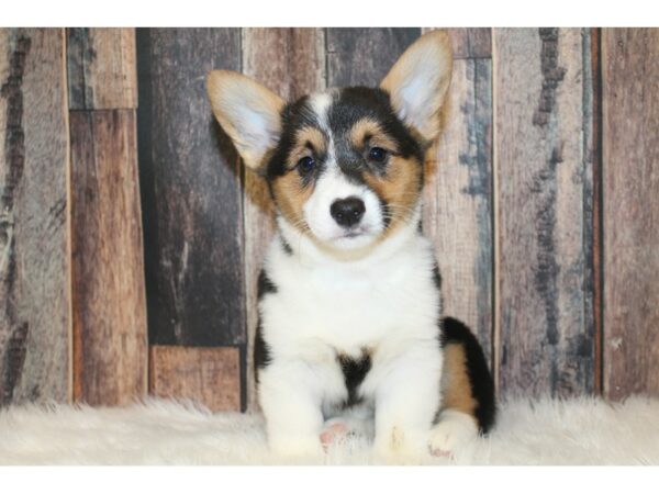 Pembroke Welsh Corgi DOG Female Black Tan / White 16679 Petland Racine, Wisconsin