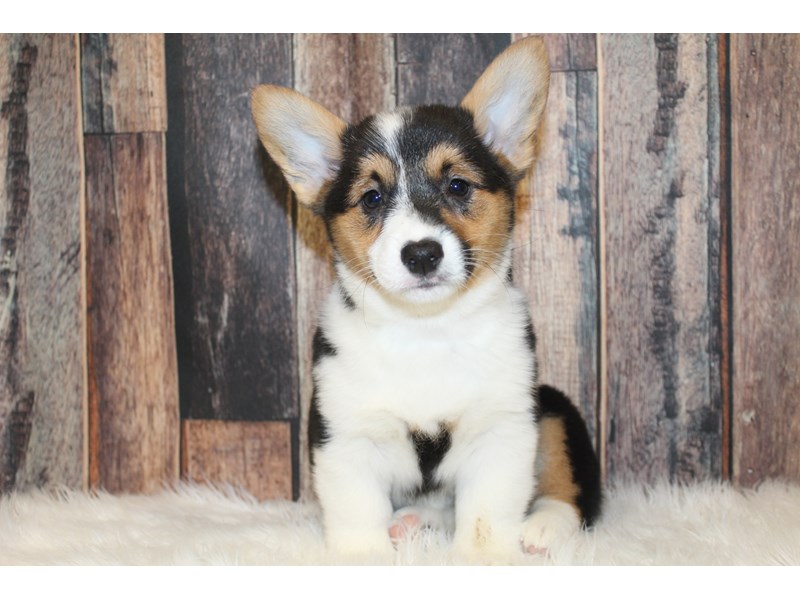 Pembroke Welsh Corgi