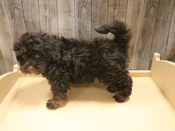 Havanese DOG Male Chocolate 26499 Petland Racine, Wisconsin