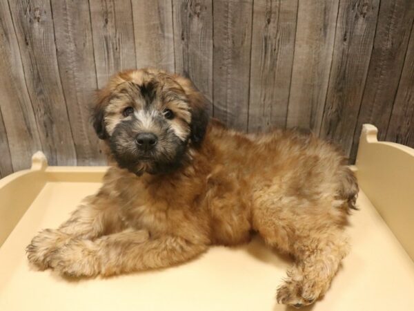 Soft Coated Wheaten Terrier DOG Male Wheaten 26496 Petland Racine, Wisconsin