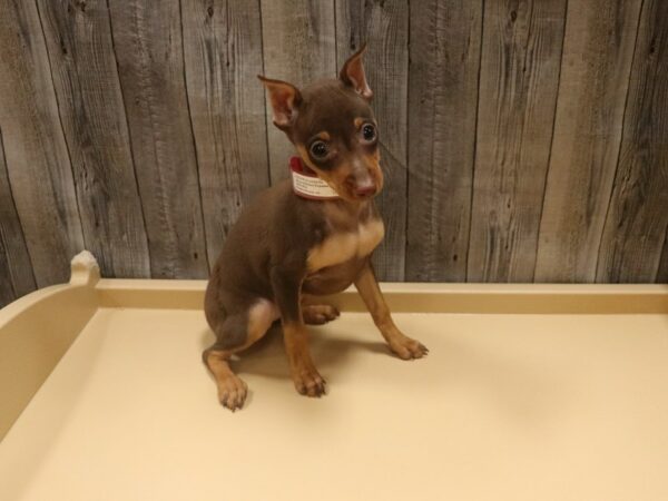 Miniature Pinscher DOG Female Chocolate and Tan 26495 Petland Racine, Wisconsin