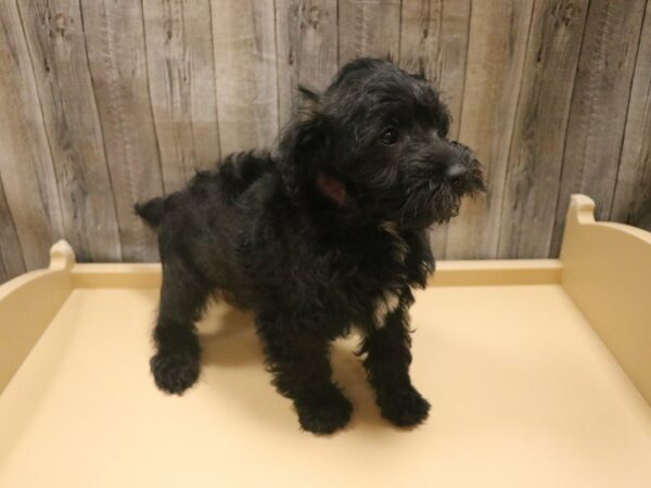 Schnoodle DOG Female Black 26492 Petland Racine, Wisconsin