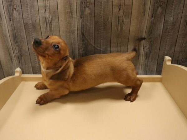 Dachshund-DOG-Male-Red-26491-Petland Racine, Wisconsin