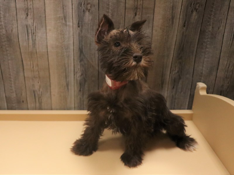 Miniature Schnauzer