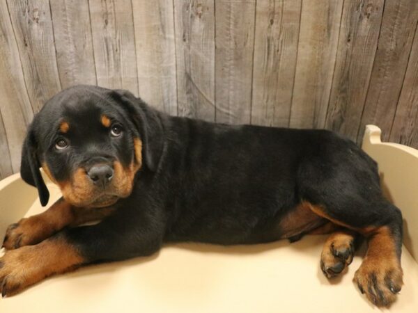 Rottweiler DOG Male Black / Tan 26488 Petland Racine, Wisconsin