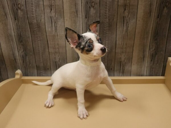 Chihuahua DOG Male Blue Merle 26487 Petland Racine, Wisconsin