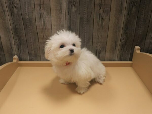 Maltese DOG Female White 26486 Petland Racine, Wisconsin