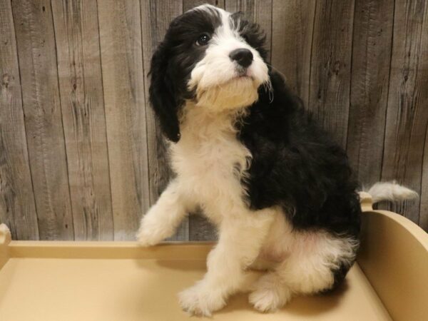 Cavapoo DOG Male Black / White 16633 Petland Racine, Wisconsin