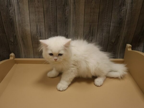 Exotic Short Hair CAT Male White 26497 Petland Racine, Wisconsin