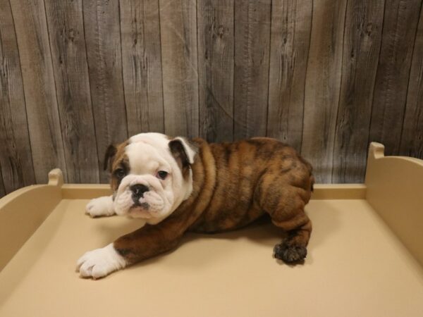 English Bulldog DOG Male BRD/WHT 26531 Petland Racine, Wisconsin