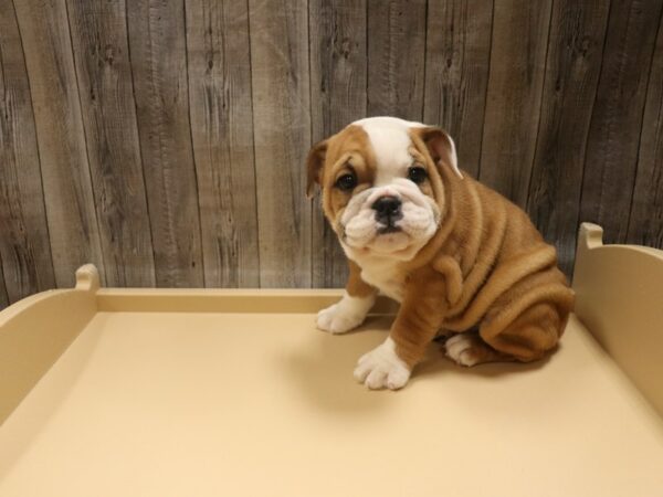 English Bulldog DOG Female BRD/WHT 26532 Petland Racine, Wisconsin