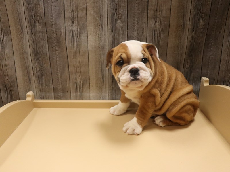 English Bulldog