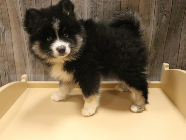 Pomsky-DOG-Male-Black / Tan-26529-Petland Racine, Wisconsin