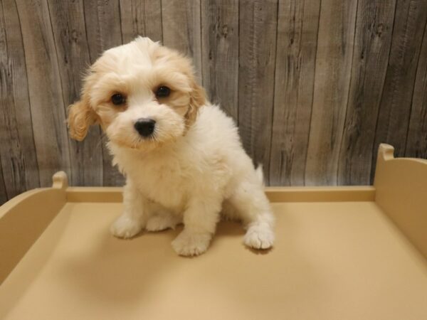 Cavachon DOG Female Cream / White 26528 Petland Racine, Wisconsin