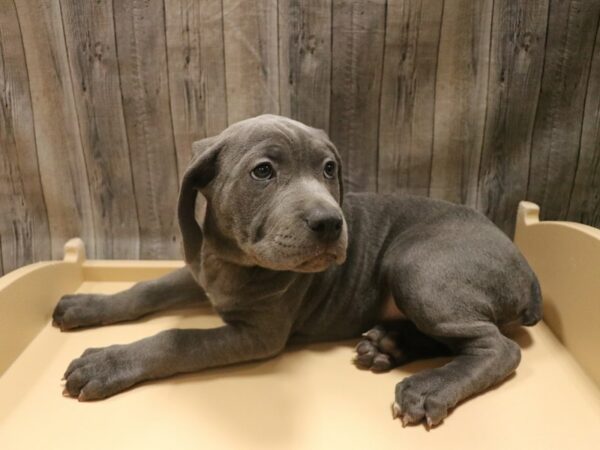 Cane Corso DOG Female Blue 26527 Petland Racine, Wisconsin