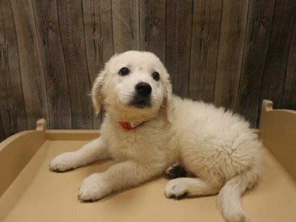 Golden Retriever-DOG-Female-Cream-26526-Petland Racine, Wisconsin