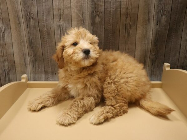 Goldendoodle Mini 2nd Gen DOG Male Apricot 26525 Petland Racine, Wisconsin