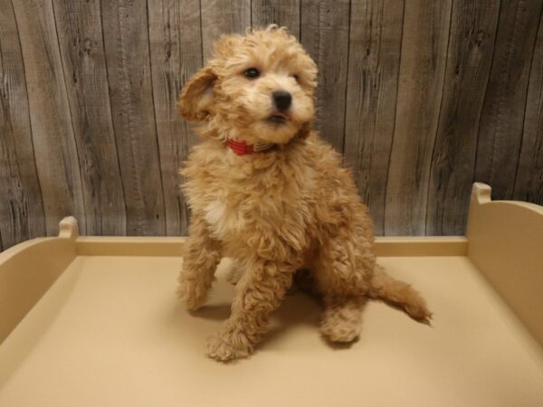 Goldendoodle Mini 2nd Gen-DOG-Female-Apricot-26524-Petland Racine, Wisconsin