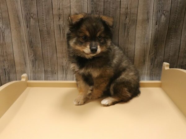 Alaskan Klee Kai/Australian Shepherd DOG Male Black / White 26523 Petland Racine, Wisconsin