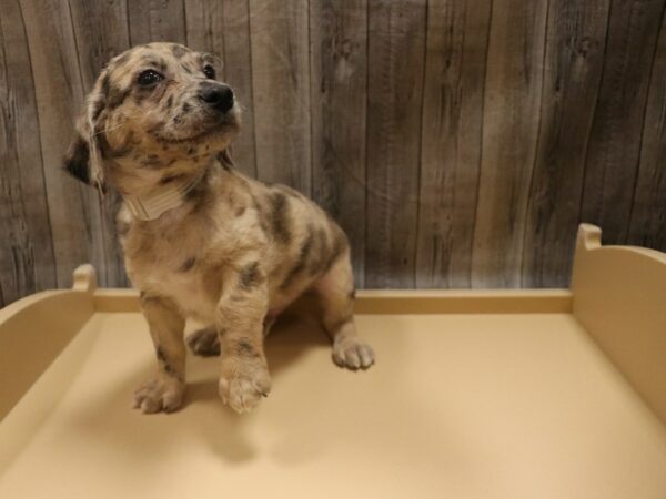 Mini Labradoodle 2nd Gen DOG Male Red Merle 26521 Petland Racine, Wisconsin